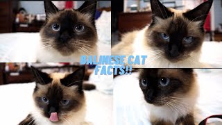 Top 10 Balinese Siamese Cat Facts [upl. by Chev]