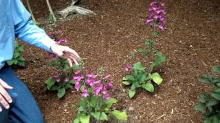 Digitalis purpurea  Foxglove  Landscape and Garden Flowers [upl. by Bohi]