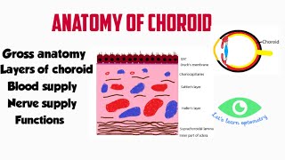 Anatomy of choroid  Choroidal layers [upl. by Enixam204]