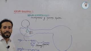 Neuro Embryology  Neurulation Vesiculation Neural Crest Cell Migration  Part1 [upl. by Leahey]