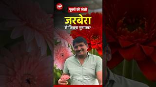 Economics of Gerbera Farming gerberaflower की खेती में कितनी लागत कितना फ़ायदा gerberaflower [upl. by Oicelem]