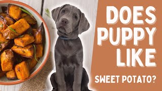 Will Puppy Like His First Taste Of Sweet Potato [upl. by Boy193]