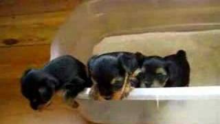 Yorkie puppies at 5 weeks  2 [upl. by Franky62]