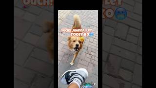 Hatar ma gaira thiye jhandailey kukur🐕ley tokey ko 🫦minivlog goviralreels funny [upl. by Carmen]