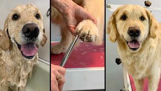 Grooming A Golden Retriever StepByStep [upl. by Atinaj]