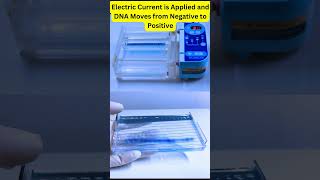 Agarose Gel Electrophoresis AgaroseGelElectrophoresis DNAGelElectrophoresis DNASeparation [upl. by Cid]