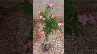 MI PEQUEÑO ELEFANTITO plantas flores adeniumobesum flowers  MERIDAYUCATAN [upl. by Nohtanoj]