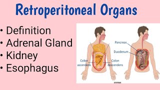 Retroperitoneal Organs [upl. by Dihahs279]