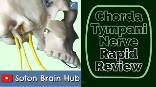 The Chorda Tympani Nerve  Rapid Review [upl. by Emelen]