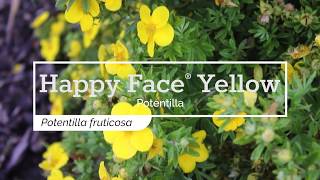 30 Seconds with Happy Face® Yellow Potentilla [upl. by Aenyl]