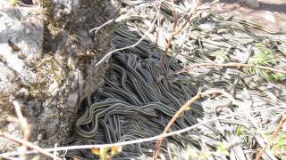 Common Garter Snake redsided at hibernaculum southeastern SK Canada May 1613 [upl. by Chev]