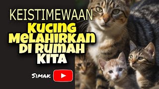 KEISTIMEWAAN KUCING MELAHIRKAN DI RUMAH KITA [upl. by Camfort407]