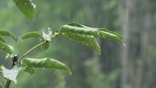 O Poder Terapêutico da Natureza Mergulhe na Chuva Diurna para Relaxar  ASMR da Natureza [upl. by Meehan596]