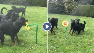 Rottweilers Play With Water Sprinkler [upl. by Benyamin]