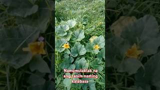 Namumulaklak na ang tanim naming kalabasa  shorts farming plants kalabasafarming kalabasa [upl. by Anirok]