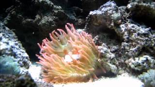 RBTA  Rose Bubble Tip Anemone Feeding On Silverside [upl. by Nosreip813]