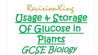 Usage amp Storage Of Glucose in Plants  Quick GCSE Biology Revision  RevisionKing [upl. by Aranaj652]