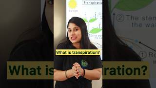 What is transpiration  science transpiration biology education AnshiClasses Shorts [upl. by Tenej890]