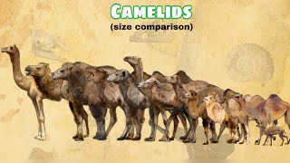 CAMELIDS  Size Comparison  All Species [upl. by Nola787]