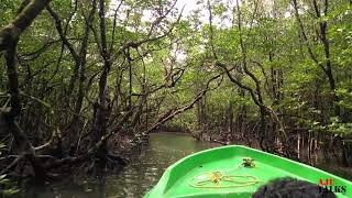 Boating through Mangroves on the way to Limestone caves Baratang Island Andaman [upl. by Setarcos589]