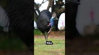 birds cassowary animals didyouknow information facts oddity wonderful ostrich casuarius [upl. by Lahcym]