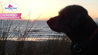 FERIEN MIT HUND an der OSTSEE  URLAUB STRAND und MEER [upl. by Gnod]