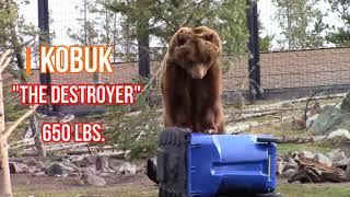 Rehrig Bear Cart Video [upl. by Jerome]