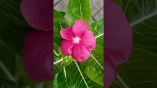 Vinca flower garden plants plants shortsvideo [upl. by Annav]