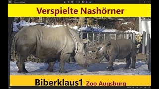 Verspielte Nashorn FamilieRhinozeros High Noon  Zoo Augsburg [upl. by Atiuqnahs907]