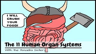 OLD VIDEO Human Body Systems The 11 Champions [upl. by Ailat257]