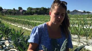 Hobby Farm Gardening Easy Hearty Healthy Kale [upl. by Nahsrad271]