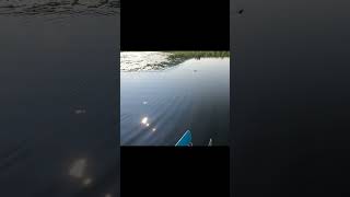 Loon hunting for fish near the boat shorts [upl. by Langdon]