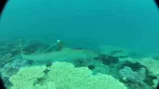 Whitetip Reef Shark Triaenodon obesus [upl. by Jenness754]