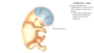 Bone formation  Ossification [upl. by Patterson]