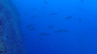 Scuba Diving with sharks near Archipiélago de Revillagigedo [upl. by Wooster]