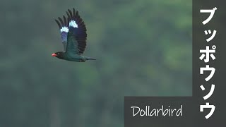 Dollarbird ブッポウソウ 【野鳥撮影野鳥動画】 [upl. by Daven358]