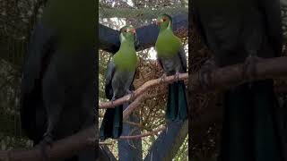 WhiteCheeked Turaco  Aviary Birds [upl. by Meares141]