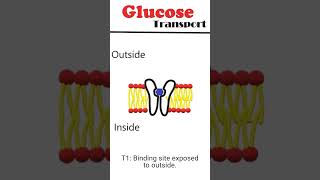 Glucose transport animation [upl. by Prisilla]