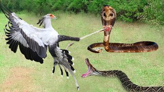 Who Will Win King Cobra Vs Secretary Bird In A Big Fights [upl. by Saudra362]