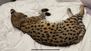 Wild African Serval Cat Pet [upl. by Eneiluj294]