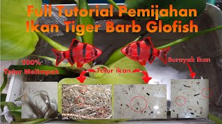 FULL TUTORIAL BREEDING GLOFISH SUMATRA TIGRE BARB fish ikan tigerbarb ikansumatra ikanglofish [upl. by Rise]