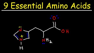 Essential Amino Acids [upl. by Ennaeus]