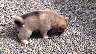 4 Week Old Shikoku Ken Puppies [upl. by Mitran]