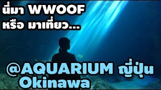 WWOOF The Series EP2 กินและเที่ยวและกินและเที่ยว okinawa [upl. by Aknaib]