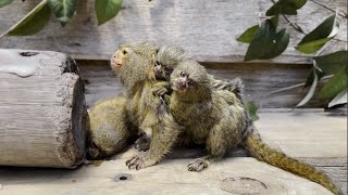 🐒✨ Baby pygmy marmoset twins are the size of your thumb 🍼👶 [upl. by Araiet]