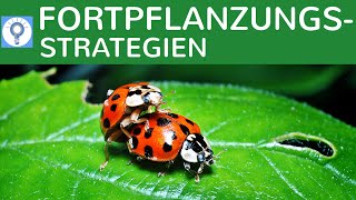 KStrategen amp RStrategen  Fortpflanzungsstrategien  Strategien der Vermehrung einfach erklärt [upl. by Kaltman425]