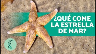 ¿Cómo se REPRODUCE la ESTRELLA de MAR ⭐ Características Hábitat Alimentación y Comportamiento [upl. by Atilol]