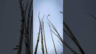 Урожай тростника Арундо Донакс  Arundo Donax cane harvesting [upl. by Assiron]