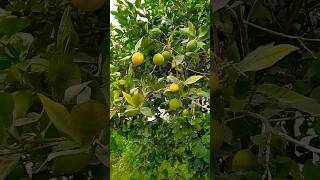 Citronnier dans mon Jardin plants citronnier garden verduresetfleurs زراعة شجرةالليمون [upl. by Mauve151]