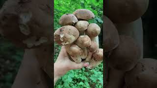 🍄‍🟫🍁🍄‍🟫🍁🔥mushroom boletus fungi grzyby porcini pilze грибы білігриби [upl. by Rech]